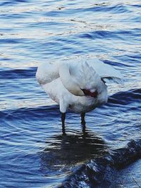 Swan in lake