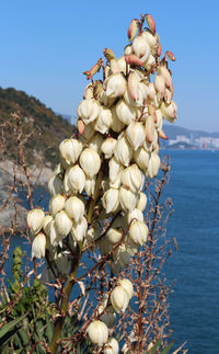 Close-up of flower tree by sea against clear sky
