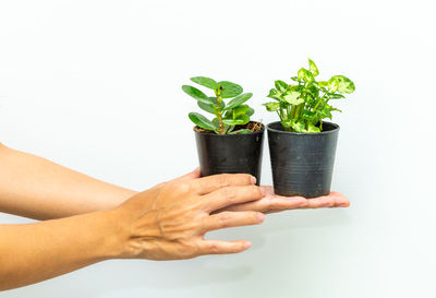 Midsection of woman holding potted plant against white background