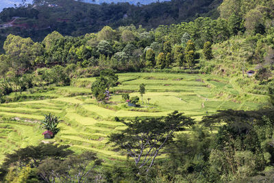 High angle view of trees on field