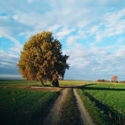 Trees on field against sky