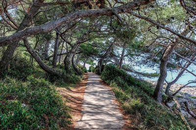 Empty road along trees in forest