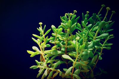 Close-up of plant against black background