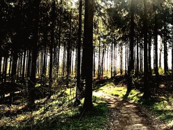 Trees in forest