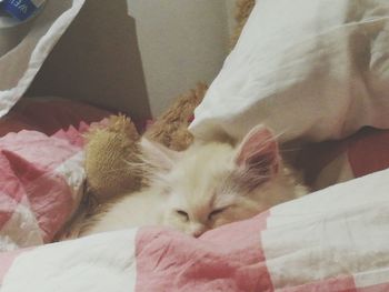Close-up of kitten sleeping on bed