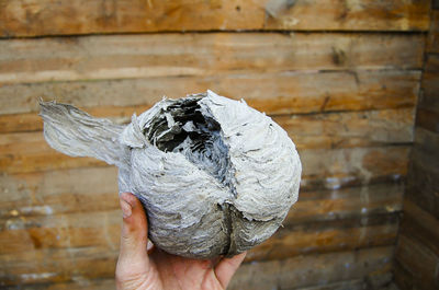 Cropped image of hand holding wasp nest against wooden wall