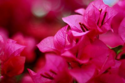 Close-up of pink roses