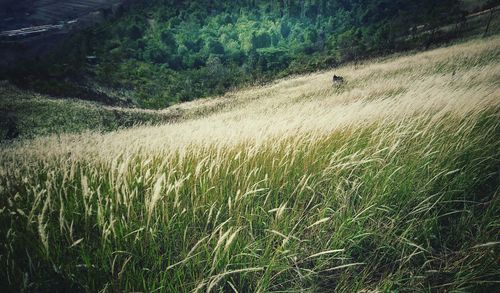 Scenic view of field