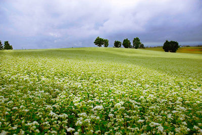 Scenic view of field against sky