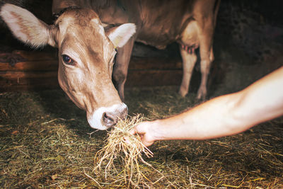 Close-up of cow