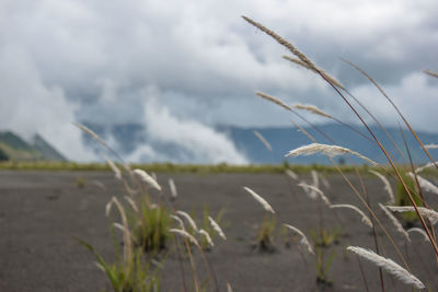 Plants growing on field against sky