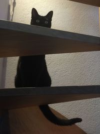 Close-up of cat sitting on floor