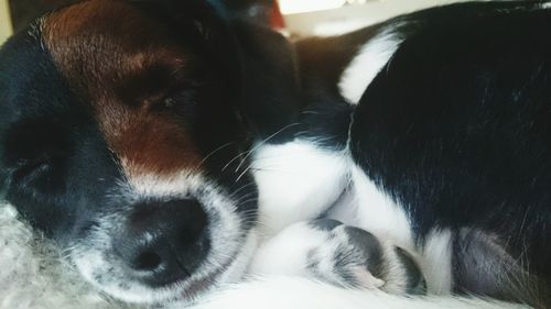 Close-up of dog sleeping