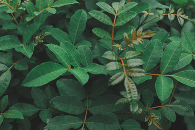 Full frame shot of leaves