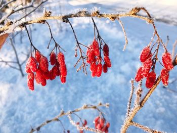 Close-up of red berries on tree during winter