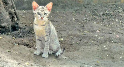 Cat on field