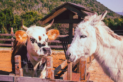 Horse and cow standing in a pen