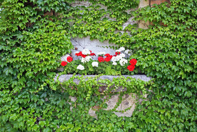 Red flowers blooming outdoors