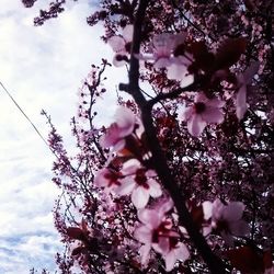 Low angle view of pink flowers