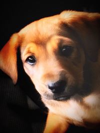 Close-up portrait of dog