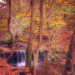 Autumn trees in forest