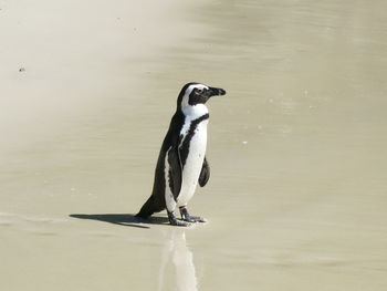 Full length of a bird in lake