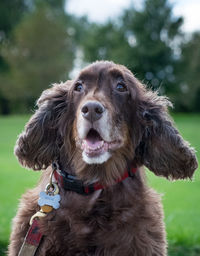 Close-up portrait of a dog