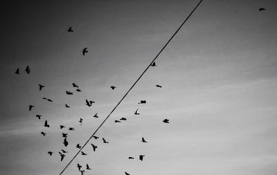 Low angle view of birds flying in sky