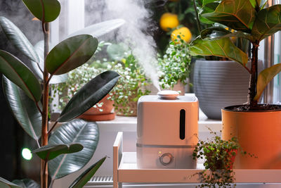 Steam from humidifier, moistens dry air surrounded by indoor houseplants. home garden, plant care