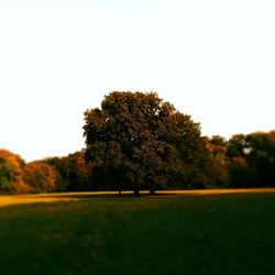 Scenic view of field against clear sky