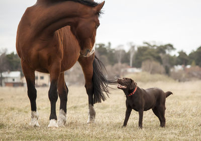 Horses standing in a field