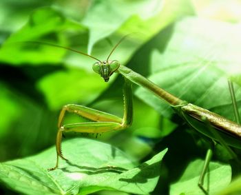 Close-up of insect on leaf