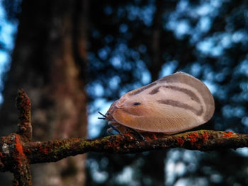 Close-up of butterfly on branch