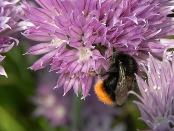 Close-up of bee pollinating on pink flower