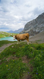 Cow with view on swiss mountain lake