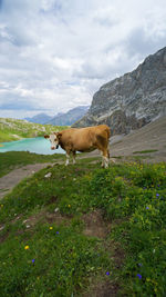 View of a horse in the lake