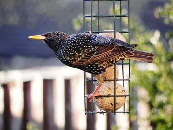 Bird perching on a feeder