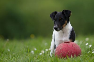 Dog standing on grassy field