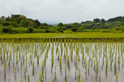 Scenic view of flooded rice paddy during the rainy season in japan's countryside