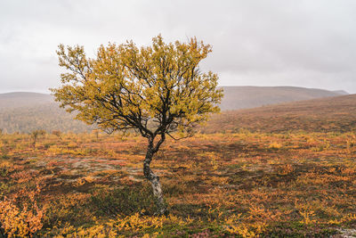 Tree on field against sky during autumn