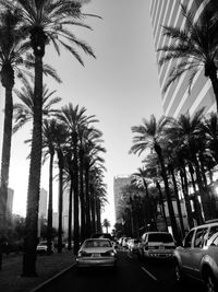 Palm trees against clear sky