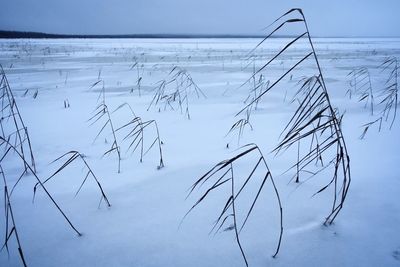 Scenic view of frozen field against sky