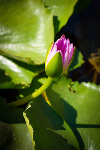 Close-up of pink water lily