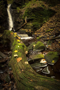 High angle view of stream amidst trees in forest