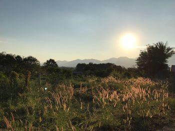 Scenic view of field against sky at sunset