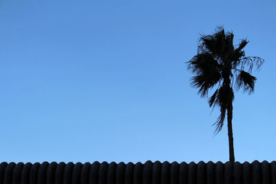 Low angle view of coconut palm trees against clear blue sky