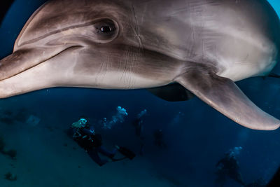 Fish swimming in sea