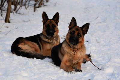 Dogs in snow on field during winter