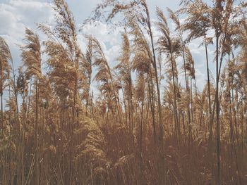 Close-up of stalks against the sky