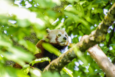 Low angle view of lizard on tree